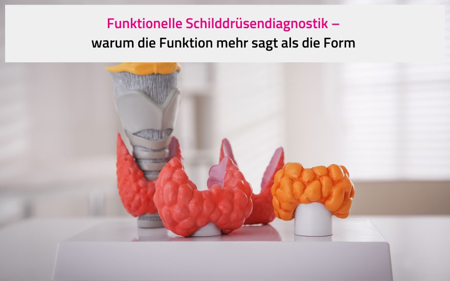 Funktionelle Schilddrüsendiagnostik – warum die Funktion mehr sagt als die Form